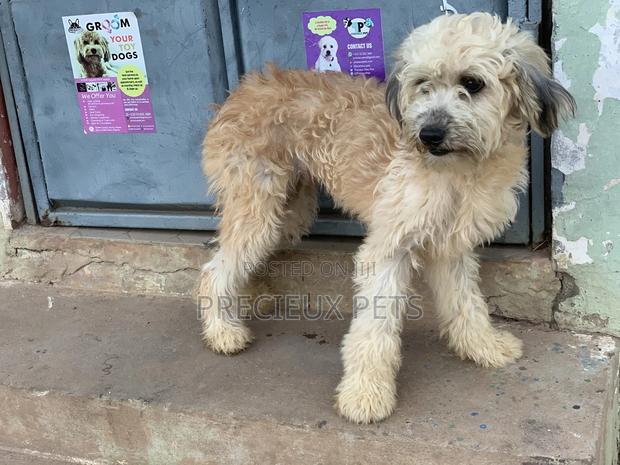 Stud Services For AMERICAN POODLES · Photo 2