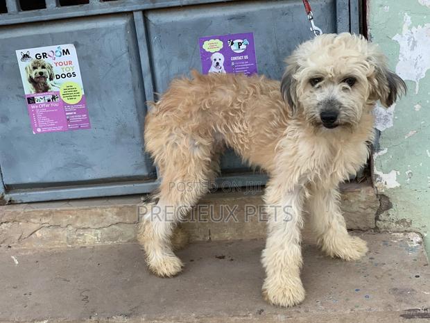 Stud Services For AMERICAN POODLES · Photo 3