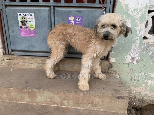 Stud Services For AMERICAN POODLES · Photo 5