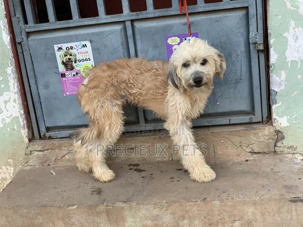 Stud Services For AMERICAN POODLES · Photo 8