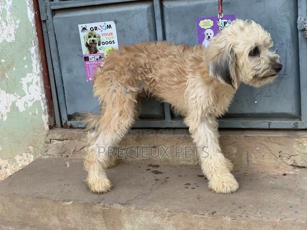 Stud Services For AMERICAN POODLES · Photo 7