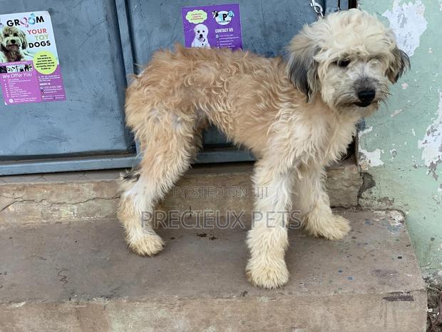 Stud Services For AMERICAN POODLES · Photo 6