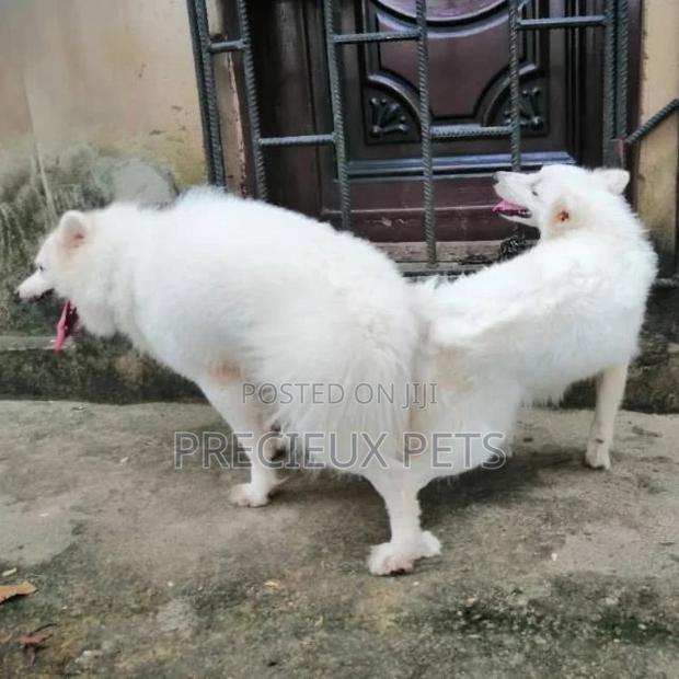American Eskimo Mating #3-1 · Photo 1