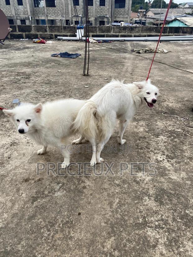 Stud Services For American Eskimo · Photo 5