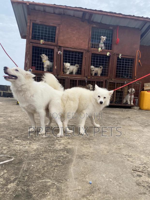 Stud Services For American Eskimo · Photo 3