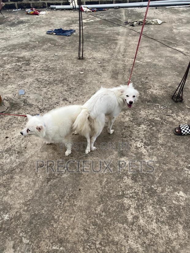 Stud Services For American Eskimo · Photo 6