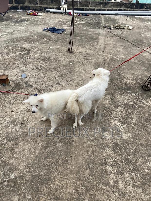 Stud Services For American Eskimo · Photo 7