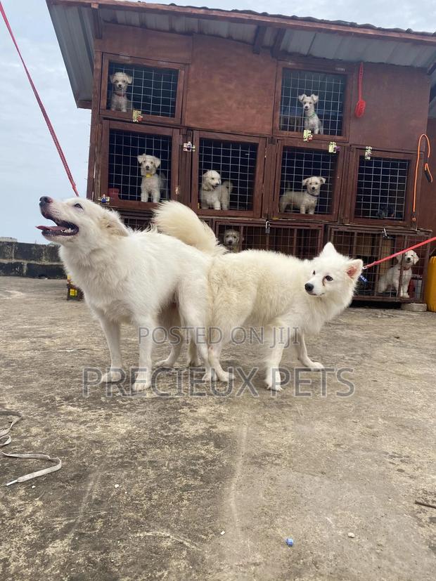 Stud Services For American Eskimo · Photo 4
