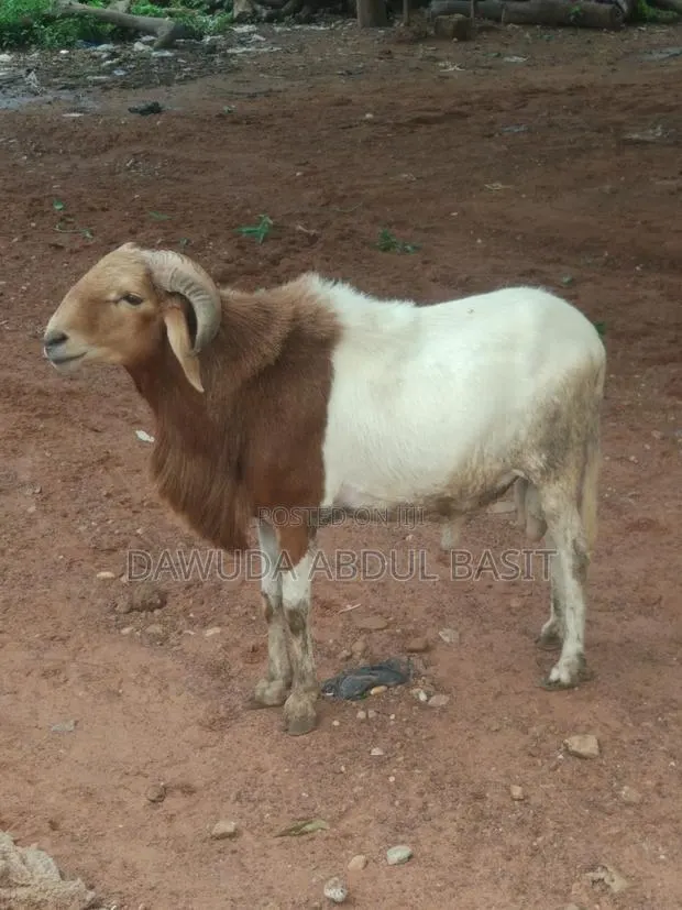 The Animals Seller · Photo 1