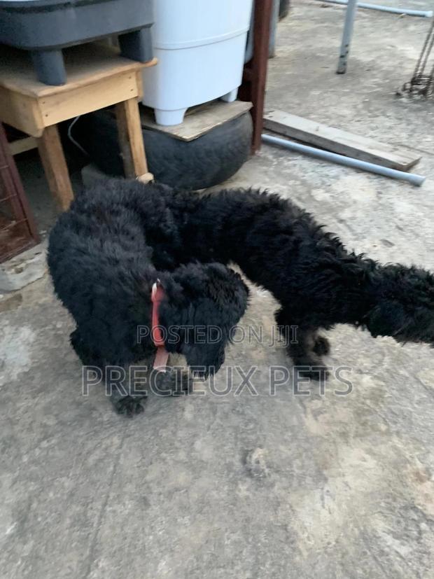 Black Poodle For Stud Services · Photo 4