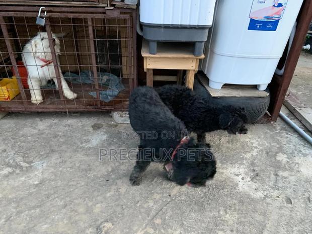 Black Poodle For Stud Services · Photo 2