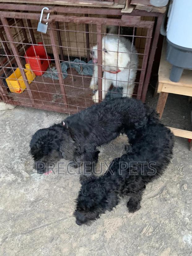 Black Poodle For Stud Services · Photo 3