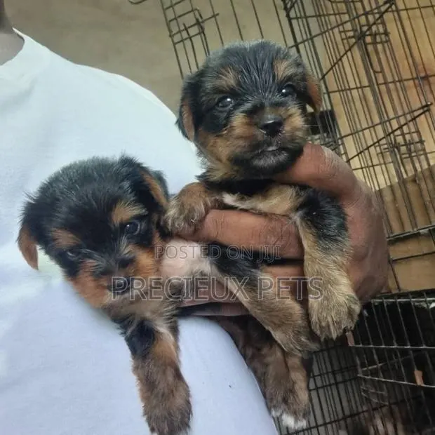 1-3 months Male Purebred Yorkshire Terrier · Photo 1