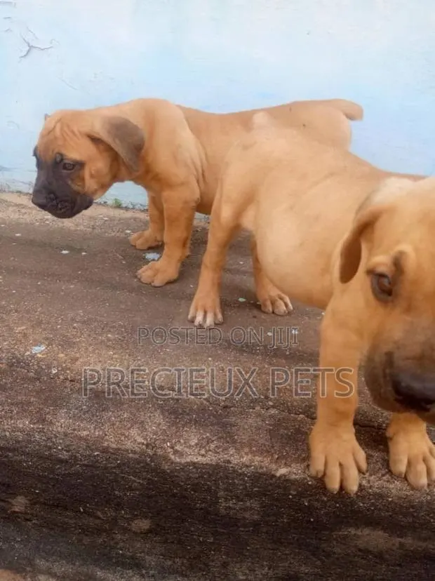 1-3 Months Male Purebred Boerboel · Photo 1
