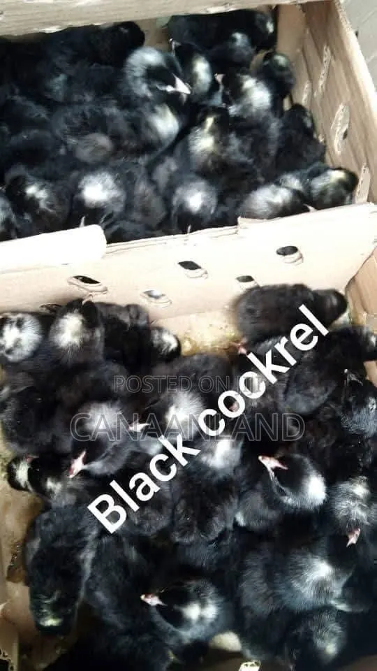 Black Cockerels Day-Old Chicks · Photo 1