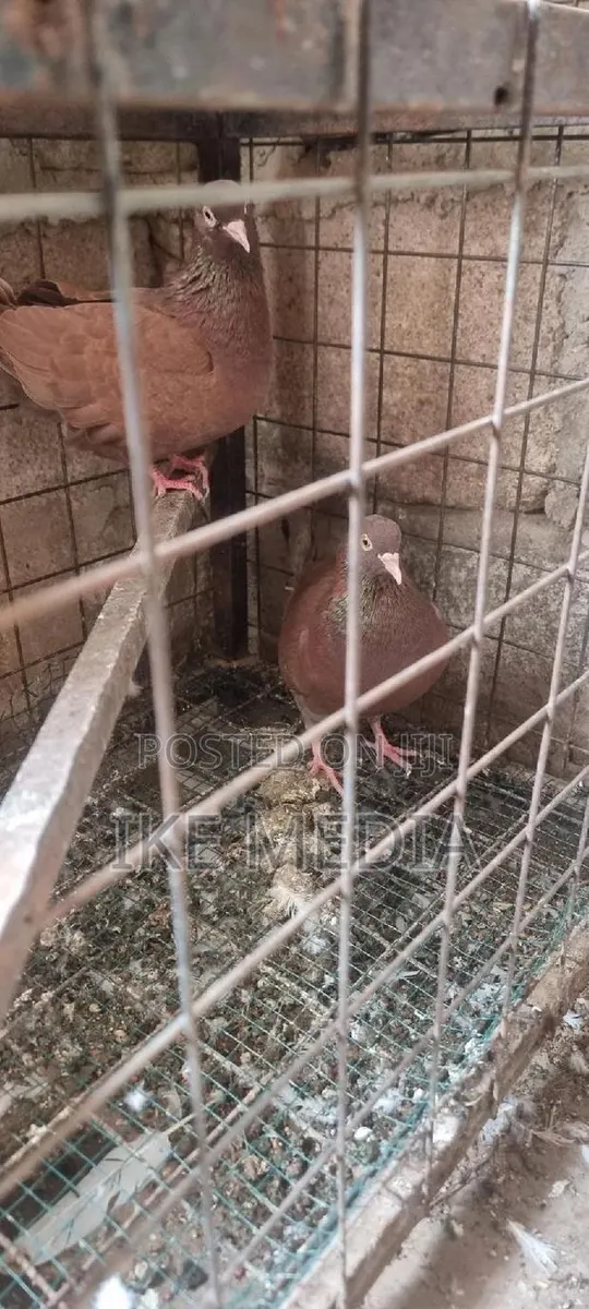 Recessive Red Pigeons · Photo 1