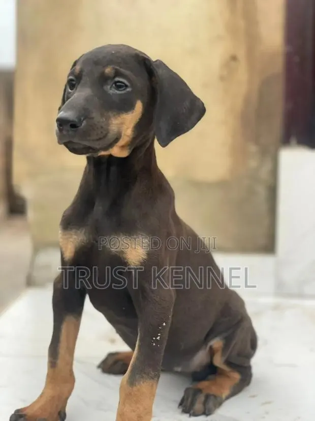 1-3 months Male Purebred Doberman Pinscher · Photo 1