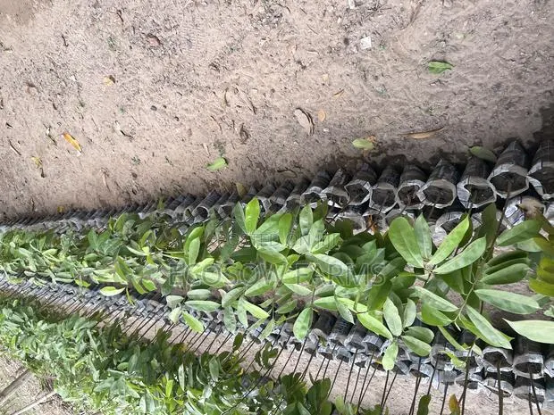 Soursop Seedlings · Photo 1