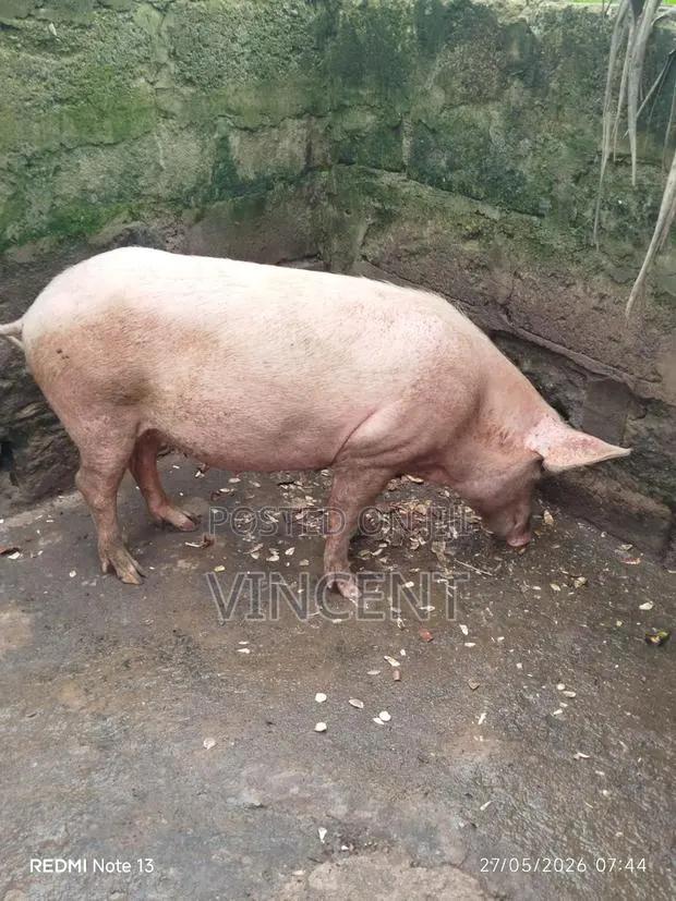 Sow and Piglets · Photo 1