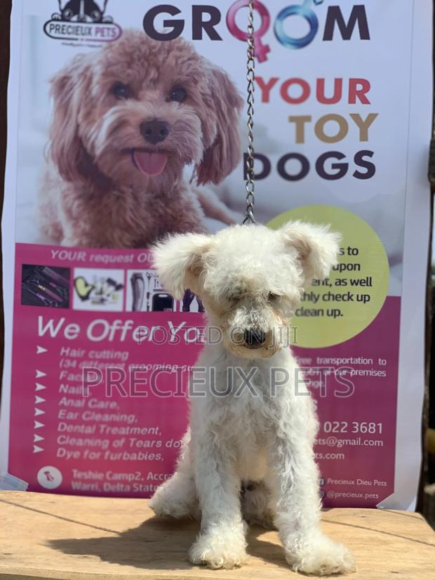 Stud Services MALTESE #4- Vom Kuwait · Photo 1