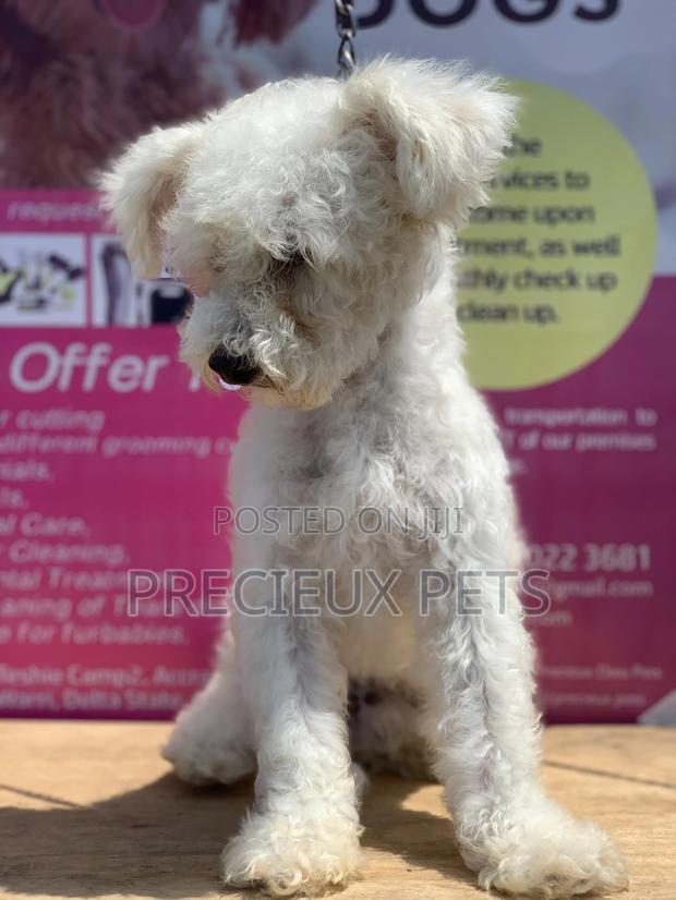 Stud Services MALTESE #4- Vom Kuwait · Photo 5