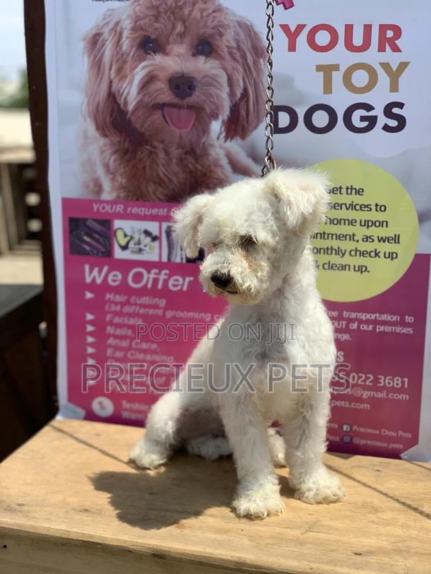 Stud Services MALTESE #4- Vom Kuwait · Photo 8