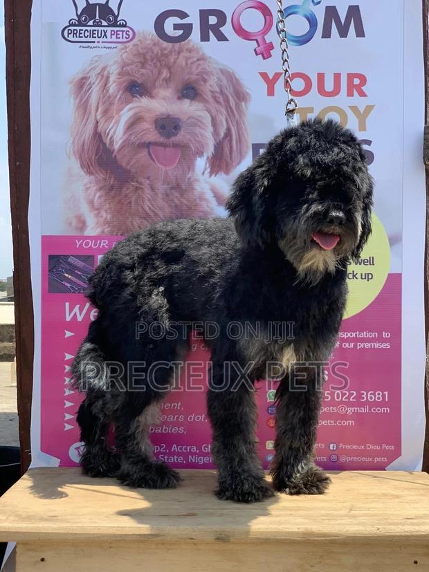Stud Services For POODLES #2 -vom BUDDY · Photo 1