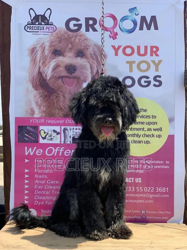 Stud Services For POODLES #2 -vom BUDDY · Photo 2