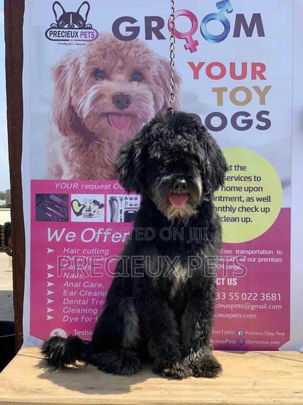 Stud Services For POODLES #2 -vom BUDDY · Photo 4