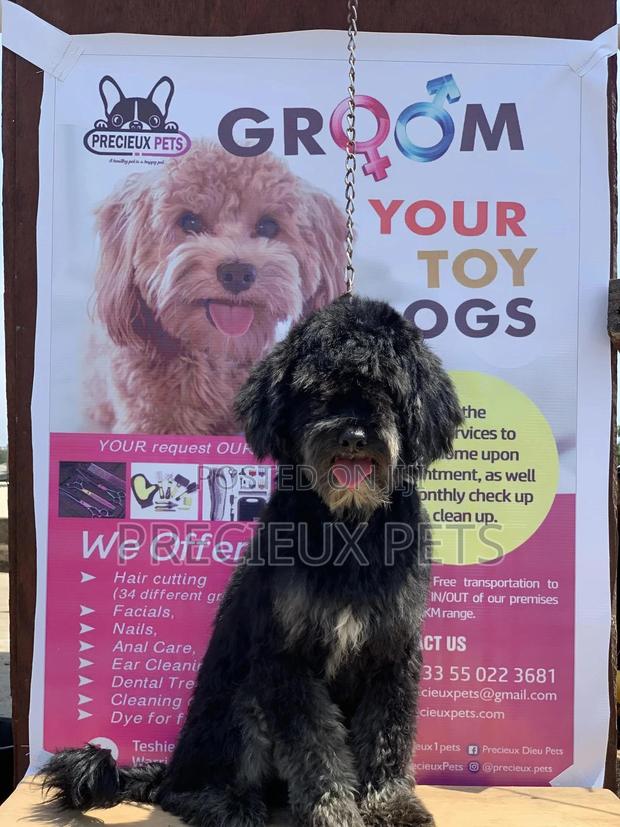 Stud Services For POODLES #2 -vom BUDDY · Photo 3
