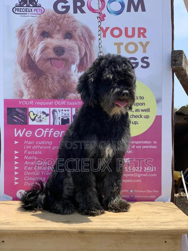 Stud Services For POODLES #2 -vom BUDDY · Photo 5