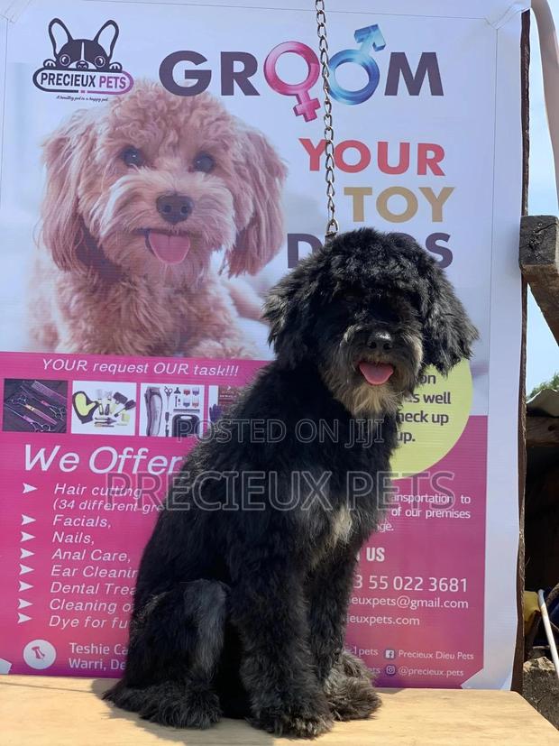 Stud Services For POODLES #2 -vom BUDDY · Photo 6