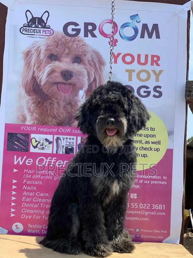 Stud Services For POODLES #2 -vom BUDDY · Photo 8