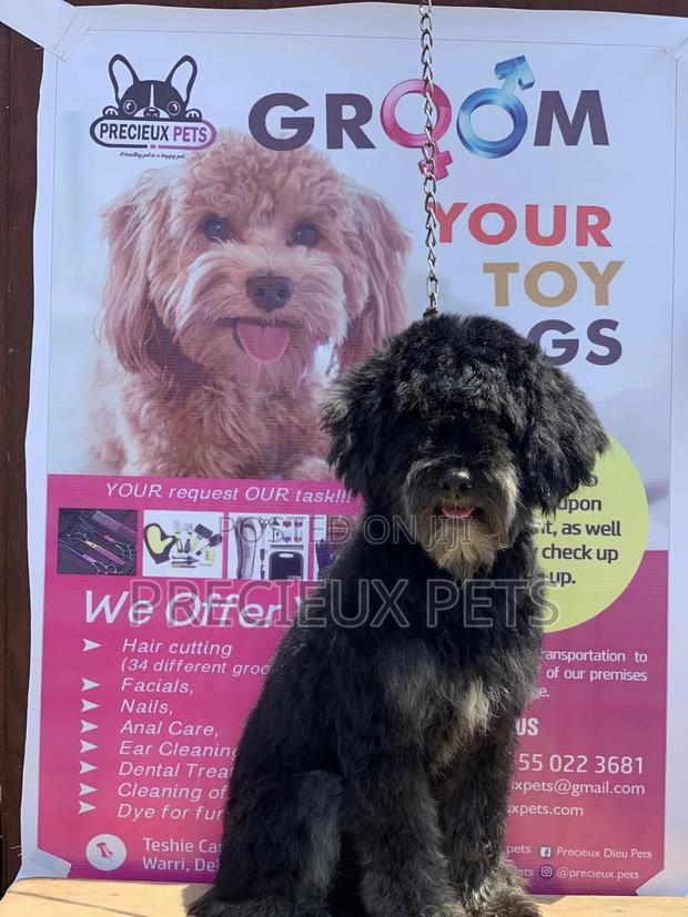 Stud Services For POODLES #2 -vom BUDDY · Photo 7