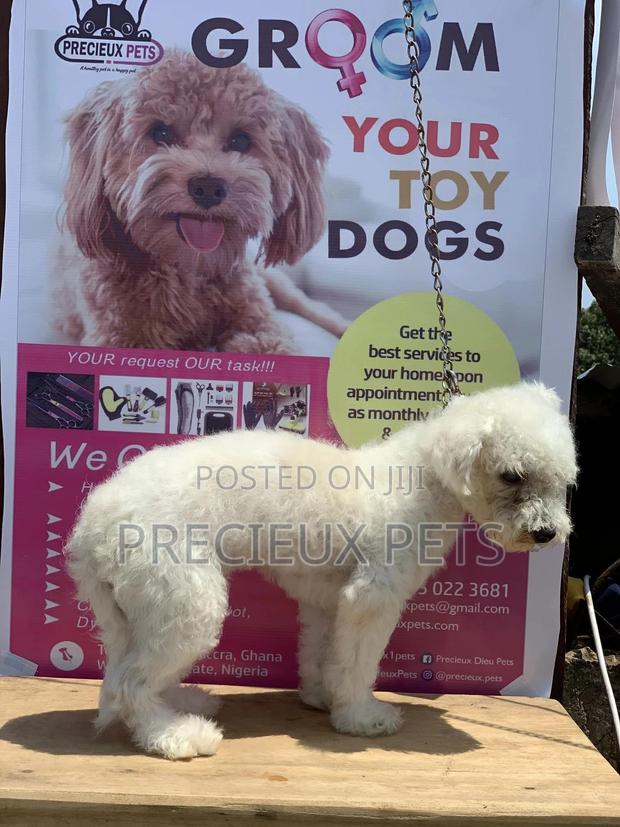 Stud Services MALTESE #4- Vom Kuwait · Photo 2