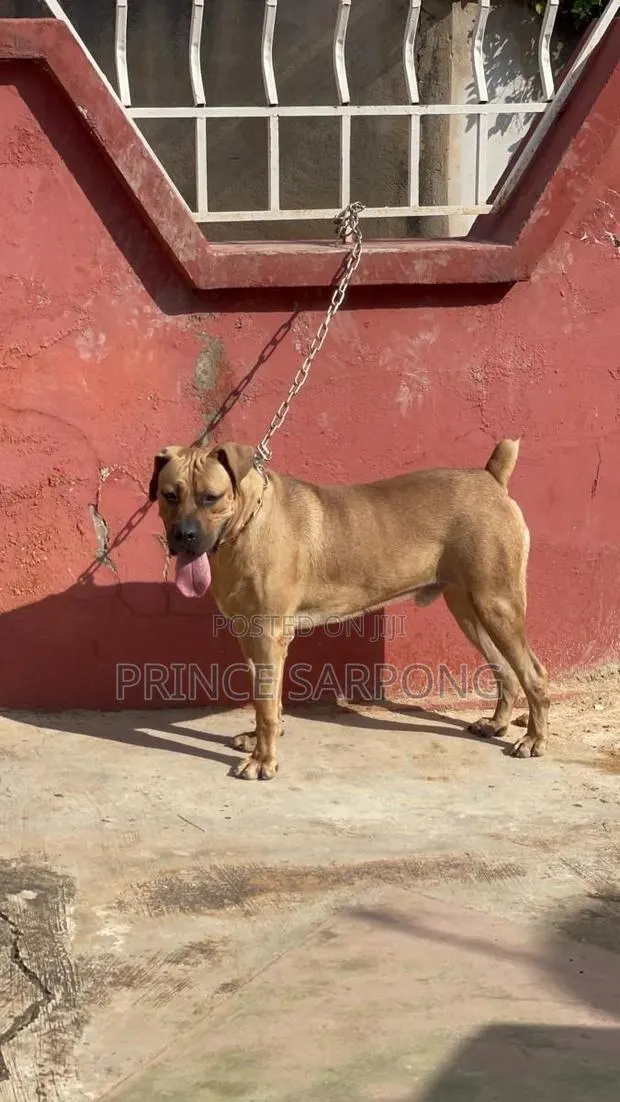 1+ year Male Purebred Boerboel · Photo 1