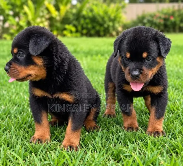 1-3 months Male Purebred Rottweiler · Photo 1