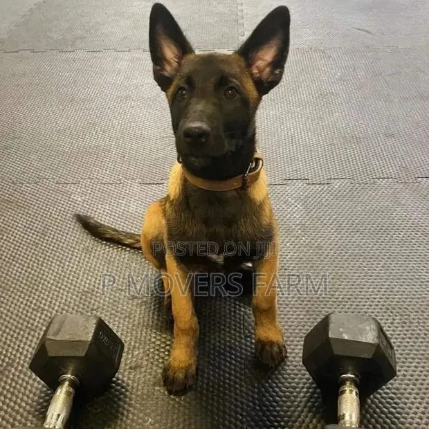 1-3 months Female Purebred Belgian Malinois · Photo 1