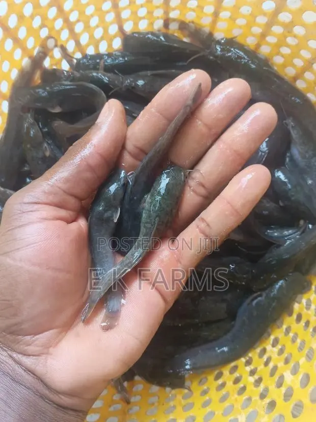 Super Fast Growing Catfish Juveniles and Fingerlings, 6-7 Cm, 8-9 G · Photo 4