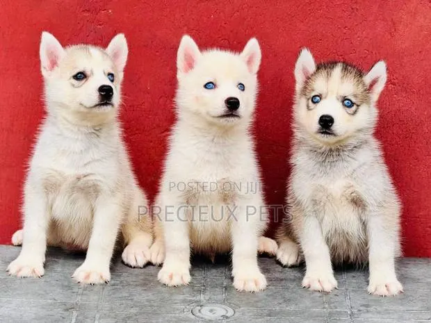 1-3 months Male Purebred Siberian Husky · Photo 1