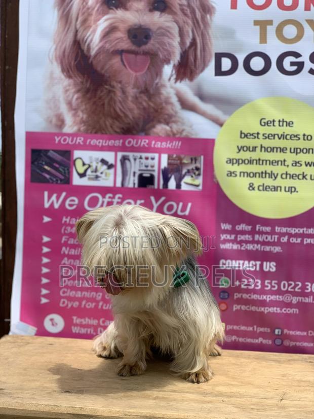 Male Yorkshire Terrier For Mating · Photo 3