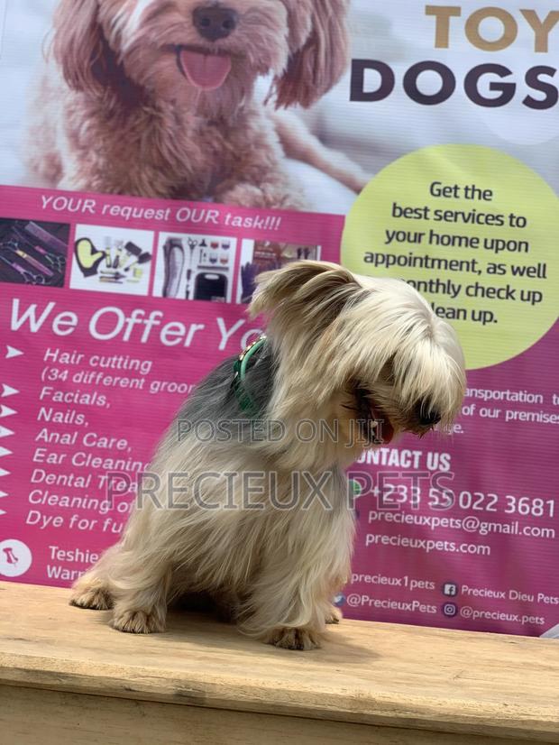 Male Yorkshire Terrier For Mating · Photo 5