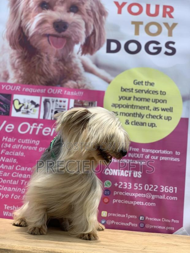 Male Yorkshire Terrier For Mating · Photo 4