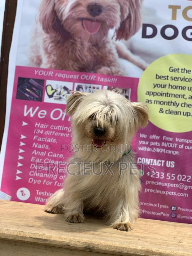 Male Yorkshire Terrier For Mating · Photo 6