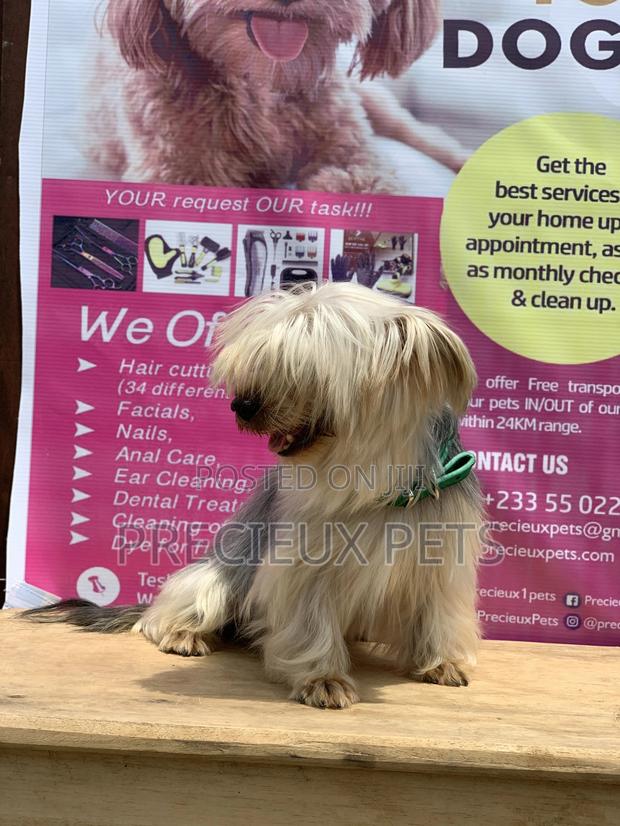 Male Yorkshire Terrier For Mating · Photo 7