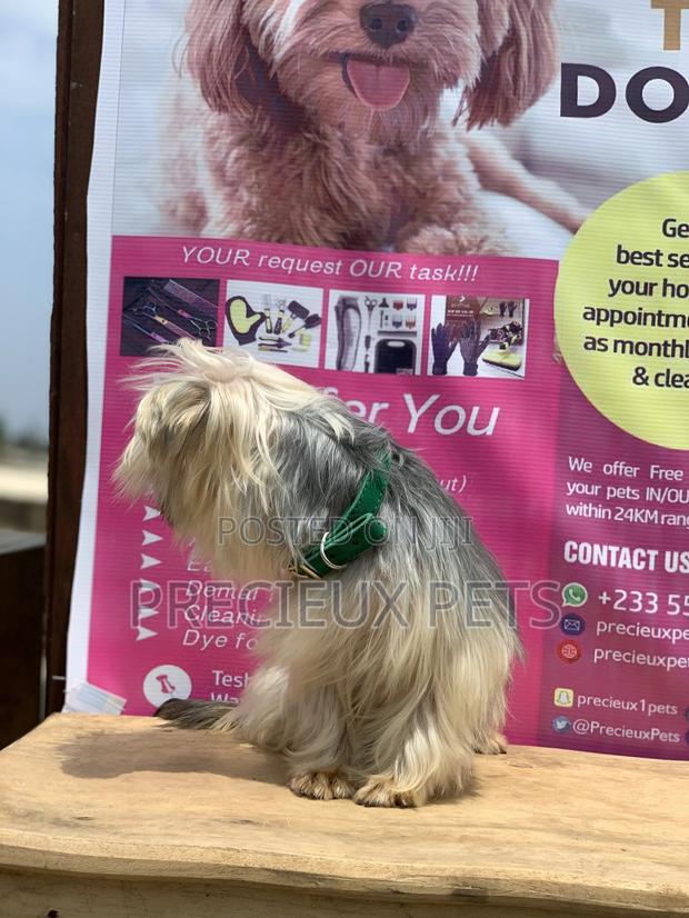 Male Yorkshire Terrier For Mating · Photo 8