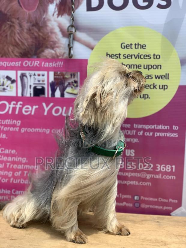 Male Yorkshire Terrier For Mating · Photo 2
