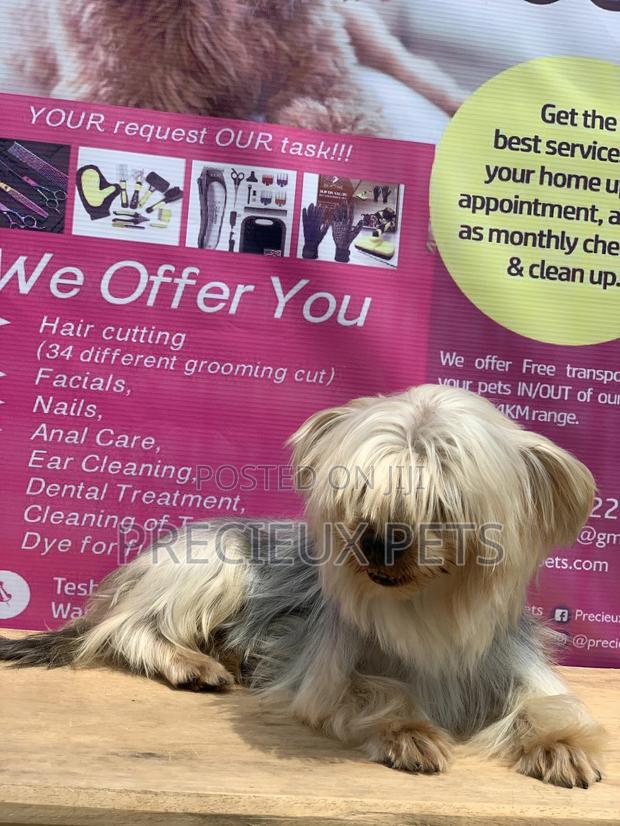 Male Yorkshire Terrier For Mating · Photo 1