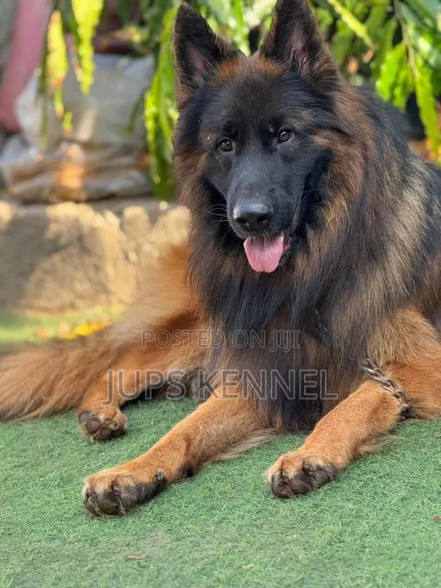 1+ year Male Purebred German Shepherd · Photo 1