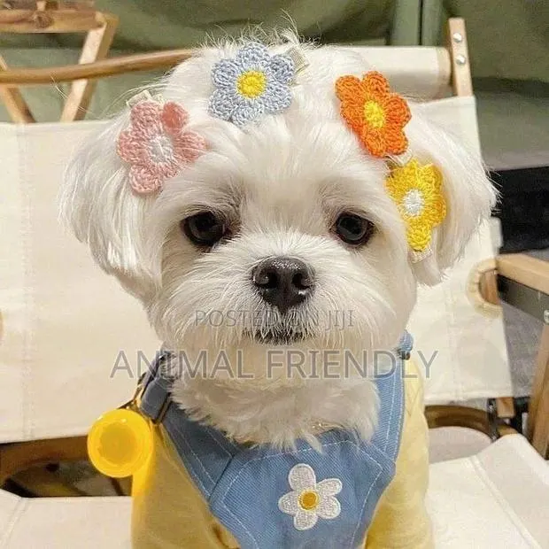1-3 months Female Purebred Poodle · Photo 1